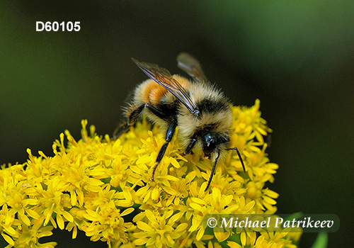 Tricolored Bumble Bee (Bombus ternaries)